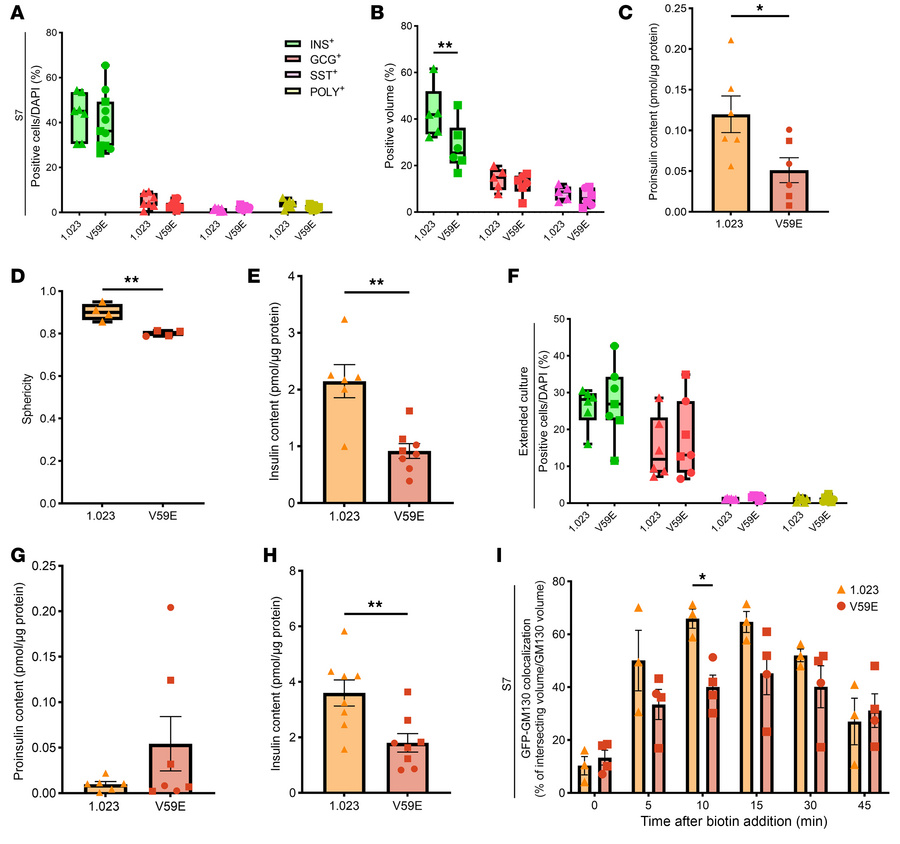 The TMEM167A V59E variant does not impact β cell differentiation but low...