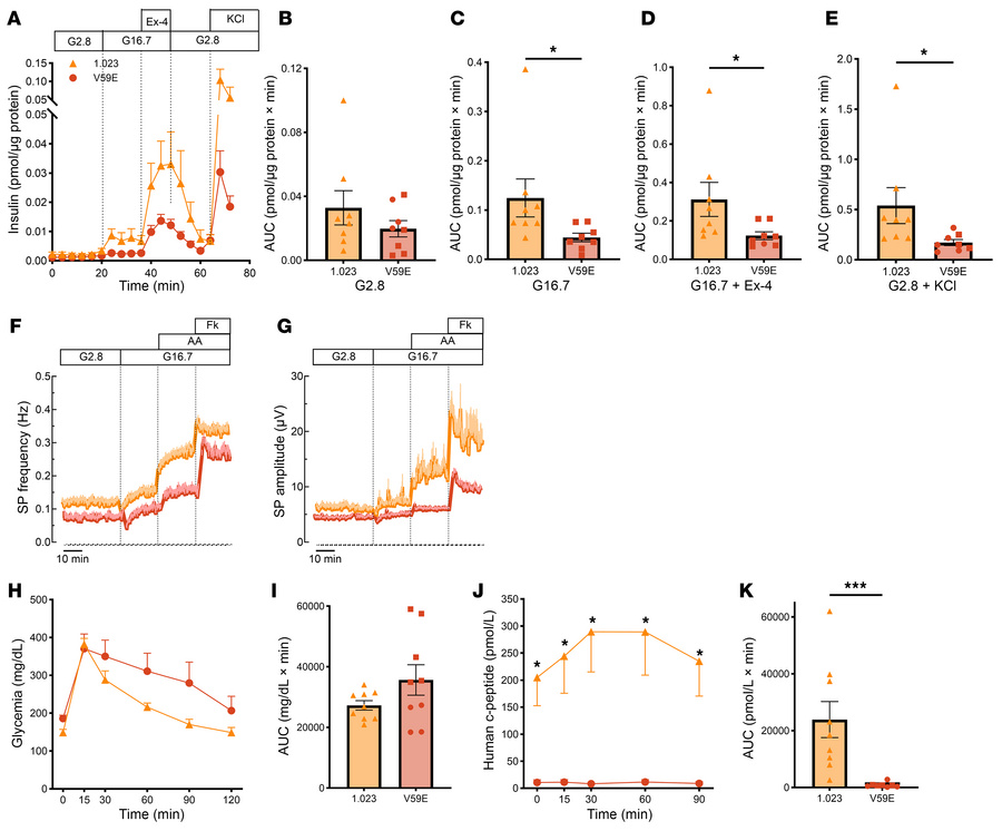TMEM167A V59E β cells are dysfunctional.
(A) Dynamic insulin secretion u...