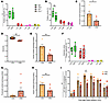 The TMEM167A V59E variant does not impact β cell differentiation but lowers