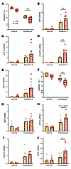 TMEM167A V59E variant–carrying β cells are sensitive to ER stress–induced a
