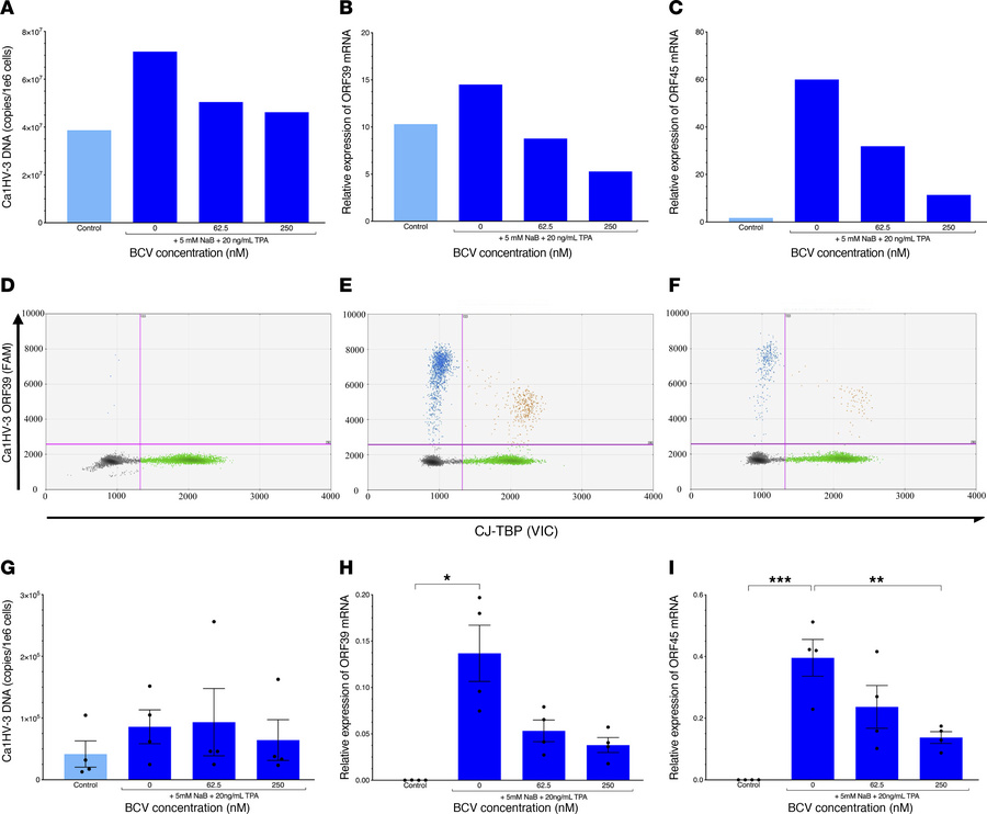 CalHV-3–infected marmoset cells treated with brincidofovir show decrease...