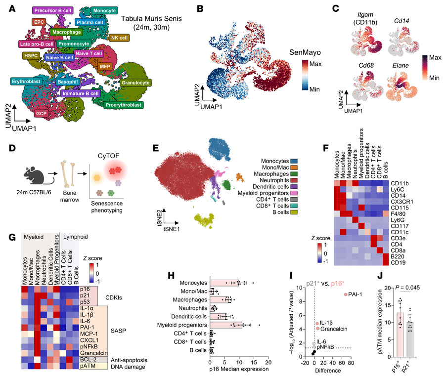 Myeloid-lineage cells express senescence markers in aged murine bone mar...