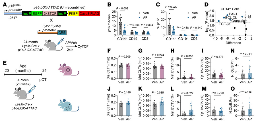 Clearance of p16+ myeloid cells has limited effects on age-related bone ...