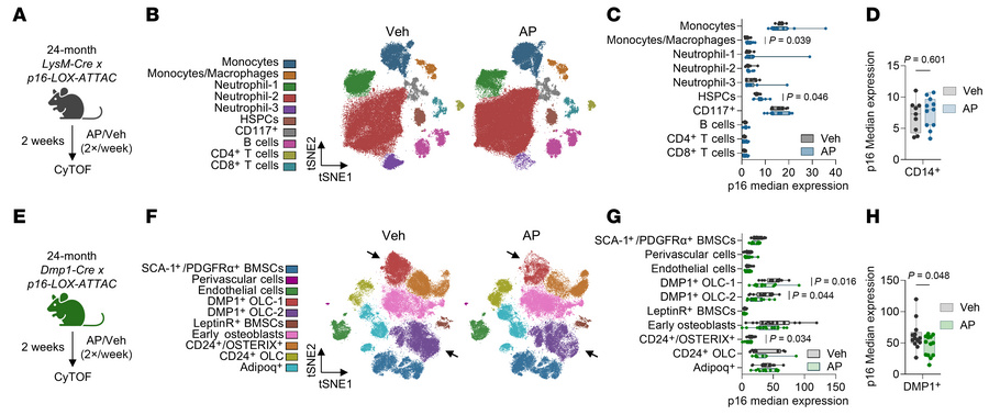Targeted clearance of p16+ myeloid cells does not result in their long-t...