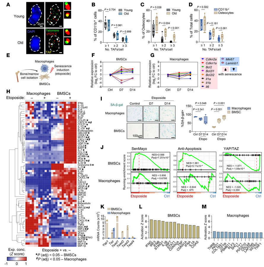 Myeloid cells exhibit divergent senescence characteristics and altered r...