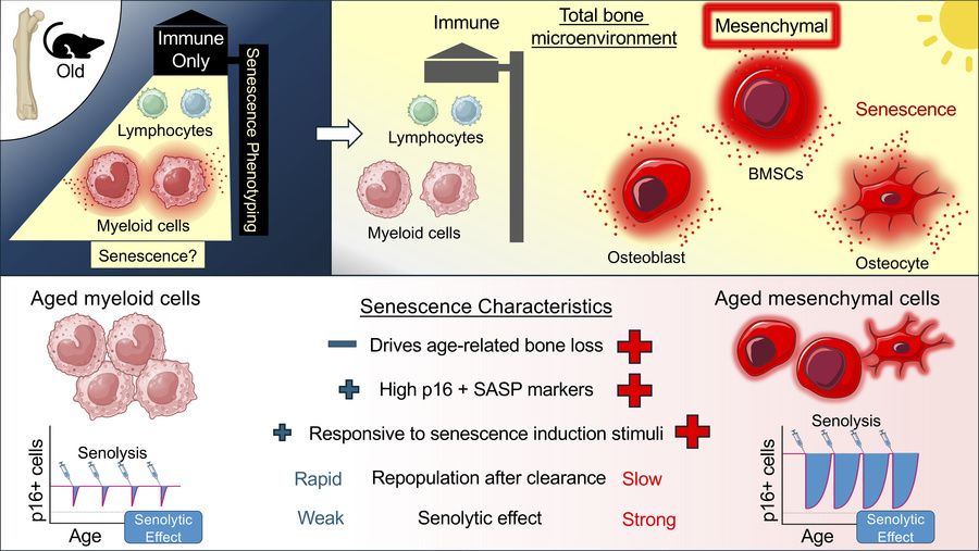 graphical abstract