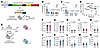 Clearance of p16+ myeloid cells has limited effects on age-related bone los