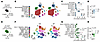 Targeted clearance of p16+ myeloid cells does not result in their long-term