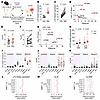 Mesenchymal cells exhibit higher absolute levels of senescence signatures t