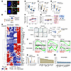 Myeloid cells exhibit divergent senescence characteristics and altered resp