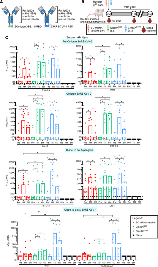 Breadth and durability of nAb responses upon systemic booster with BC mR...