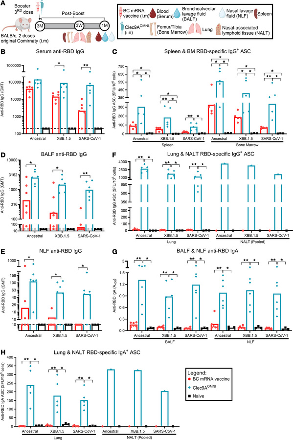 IgG and IgA responses upon nasal booster with Clec9AOMNI versus systemic...