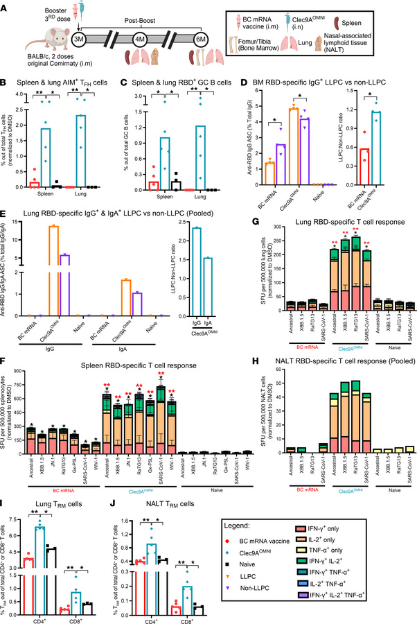 Durability of humoral and cellular responses upon nasal booster with Cle...