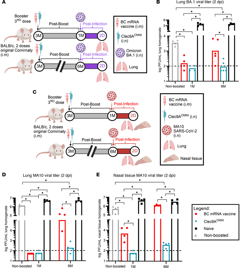Protective efficacy of Clec9AOMNI nasal booster versus BC mRNA vaccine s...