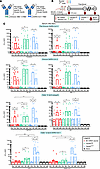 Breadth and durability of nAb responses upon systemic booster with BC mRNA