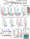 Breadth and durability of humoral responses and protection upon systemic bo