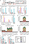 Durability of humoral and cellular responses upon nasal booster with Clec9A