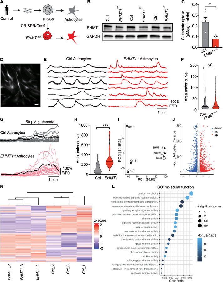 
EHMT1+/– human astrocytes show increased calcium response to glutamate ...