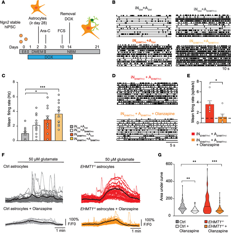 
EHMT1+/– human astrocytes lead to neuronal network hyperactivity in EHM...