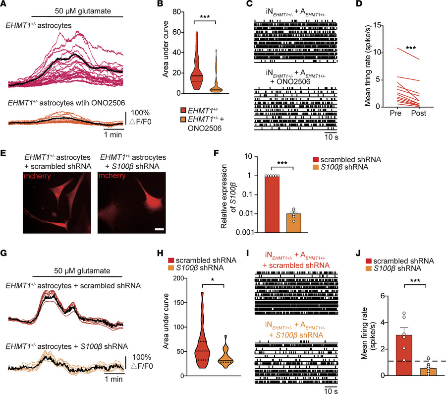 Pharmacological inhibition and genetic knockdown of S100B in EHMT1+/– as...