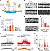 EHMT1+/– human astrocytes lead to neuronal network hyperactivity in EHMT1+/