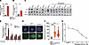 EHMT1+/– human astrocytes show increased S100B, and the level of S100B can