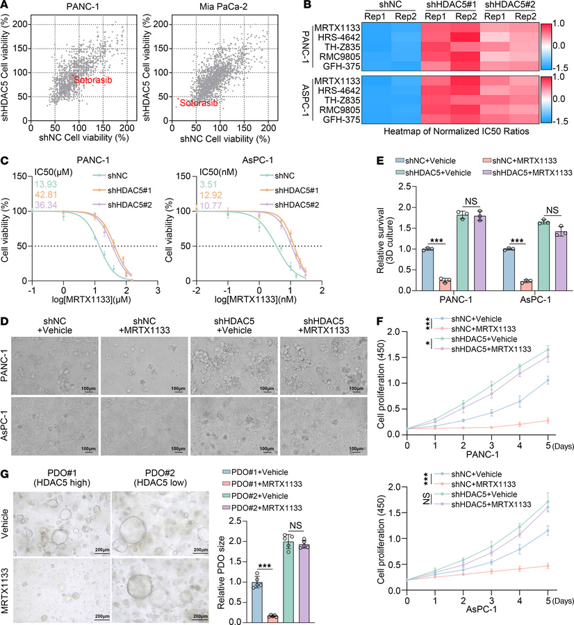 Loss of HDAC5 induces intrinsic resistance to KRAS inhibitor in vitro.
(...