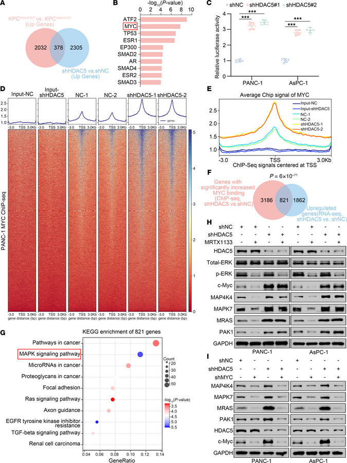 Loss of HDAC5 upregulates MAPK signaling via c-Myc.
(A) Venn diagram sho...