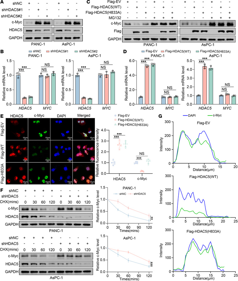 Loss of HDAC5 promotes the stabilization of c-Myc protein.
(A and B) Wes...