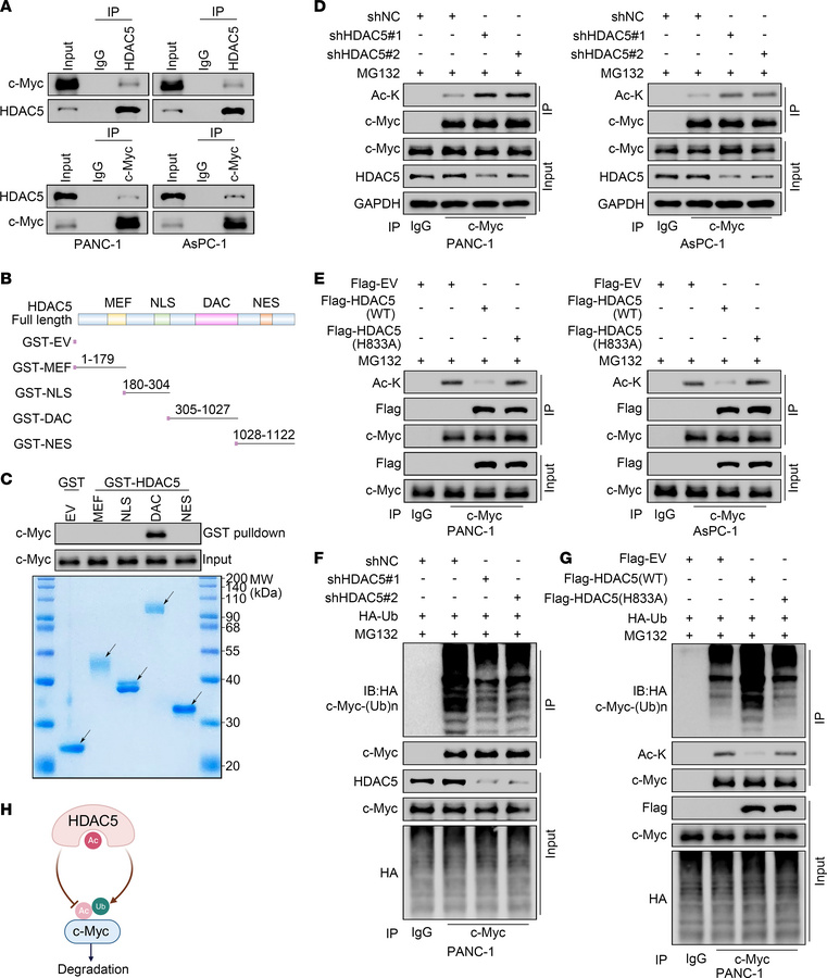 HDAC5 promotes c-Myc ubiquitination and degradation through its deacetyl...