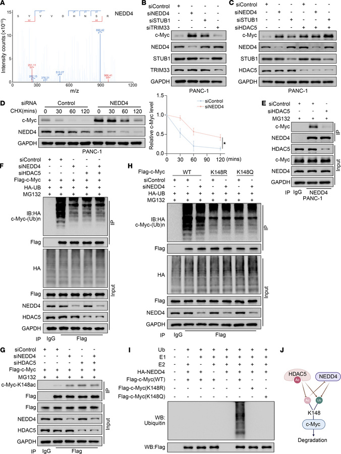 HDAC5-mediated c-Myc deacetylation facilitates NEDD4-mediated ubiquitina...