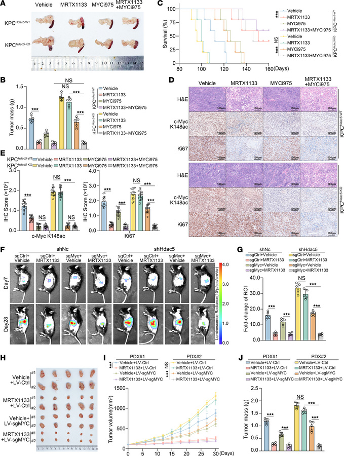 Pharmacological or genetic inhibition of c-Myc overcomes the resistance ...