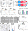 Loss of HDAC5 induces intrinsic resistance to KRAS inhibitor in vitro.