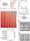 Loss of HDAC5 upregulates MAPK signaling via c-Myc.