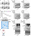 HDAC5 promotes c-Myc ubiquitination and degradation through its deacetylati