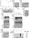 HDAC5-mediated c-Myc deacetylation facilitates NEDD4-mediated ubiquitinatio