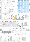 Pharmacological or genetic inhibition of c-Myc overcomes the resistance to
