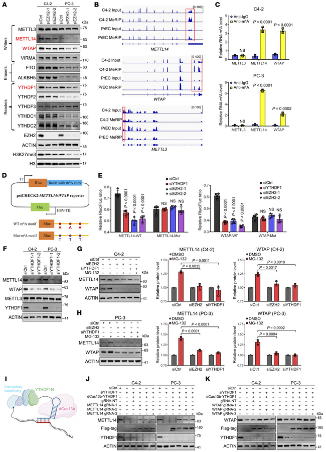 YTHDF1 promotes the translation of METTL14 and WTAP in an m6A-dependent ...