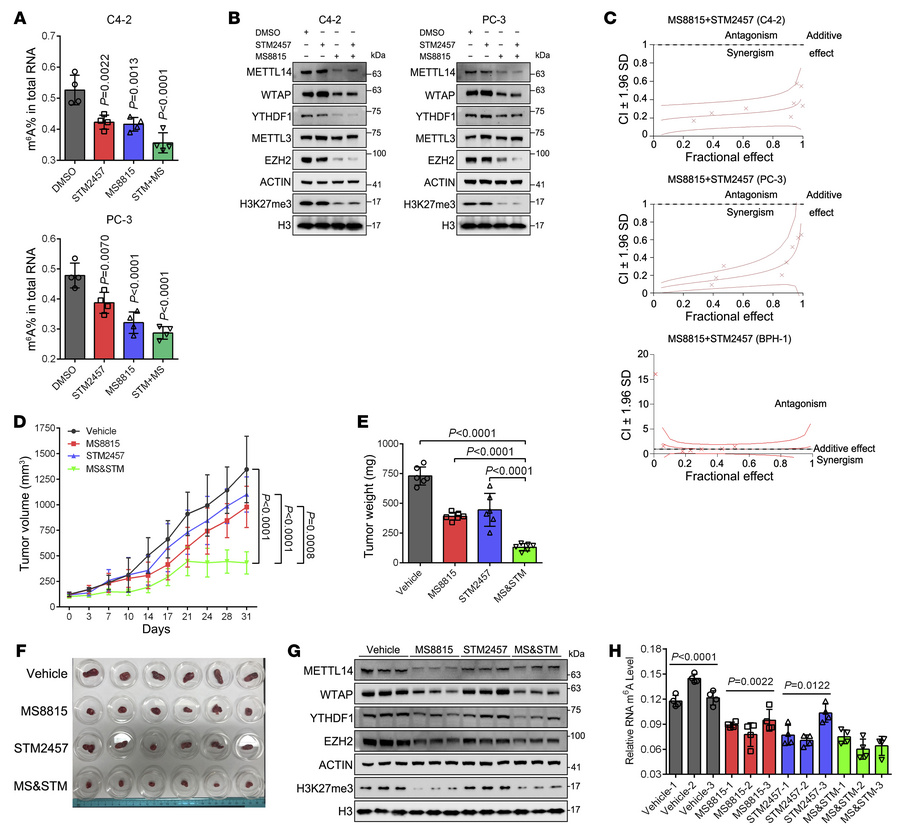 Combinational targeting of EZH2 and m6A achieves a synergistic effect in...
