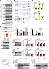 YTHDF1 promotes the translation of METTL14 and WTAP in an m6A-dependent man