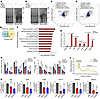 EZH2 exerts a methylation-dependent function in translational control.