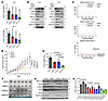Combinational targeting of EZH2 and m6A achieves a synergistic effect in tr