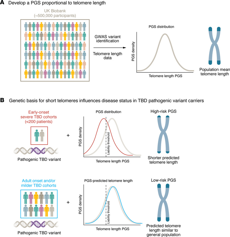 Polygenic background modifies disease probability in carriers of rare pa...