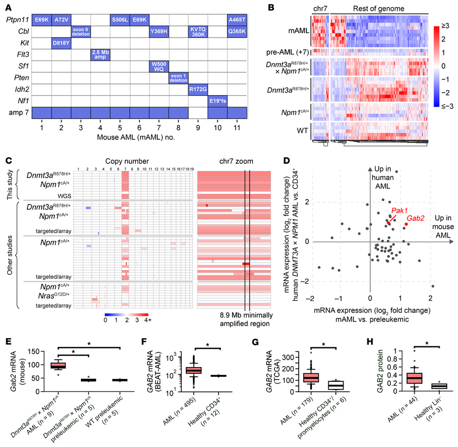 Mice with Dnmt3aR878H and Npm1cA mutations spontaneously develop AML wit...