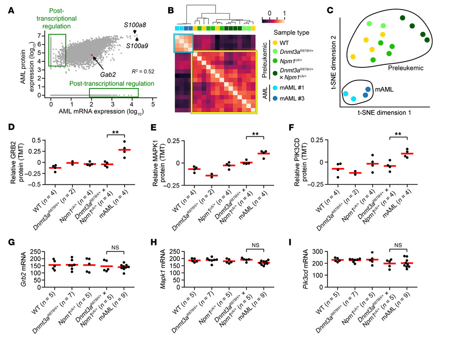 Some RTK/RAS signaling proteins display posttranscriptionally increased ...