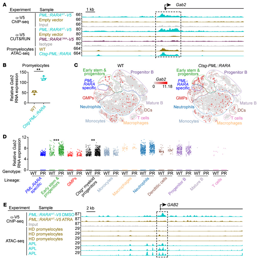 
GAB2 mRNA abundance is increased by PML::RARA in both mouse and human h...