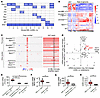 Mice with Dnmt3aR878H and Npm1cA mutations spontaneously develop AML with a