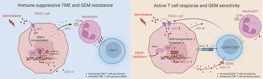 graphical abstract