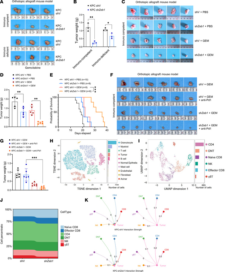 Blocking of Zeb1 enhances gemcitabine efficacy through activation of the...
