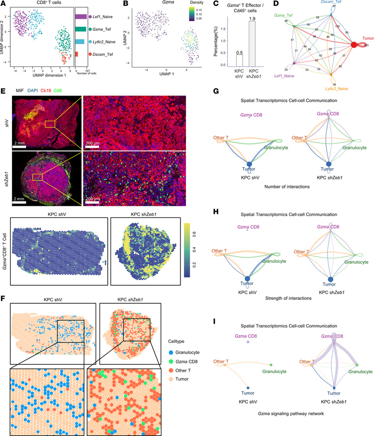 Increased infiltration of Gzma+ CD8+ T cells in tumor tissue with Zeb1 K...